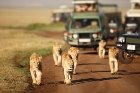 penwell safari