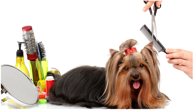 mobile pet grooming downtown miami